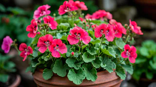 Всего одну крошку в горшок — и бутоны герани лезут даже на молодых черенках, а листва не пожелтеет