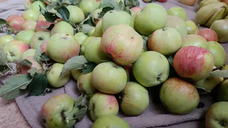 Готовлю прозрачный как слеза яблочный сок без соковыжималки: знакомая-дачница рассказала рецепт – дети пьют литрами