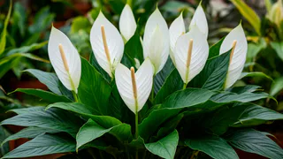 Не отходы, а стимуляторы цветения: спатифиллум выдает бутон за бутоном – за белой шапкой даже зелени не видно