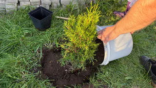 5 деревьев и кустарников, которые нельзя сажать на участке - быть беде: этот список запомните раз и навсегда