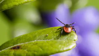 10 жителей региона пострадали от укусов клещей за прошлую неделю