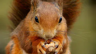 Белки в нижнекамском парке "СемьЯ" принесли потомство
