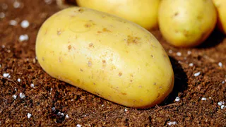 Российских дачников попросили срочно выкопать картошку: потом будет поздно