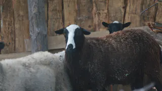 По Рязани бегают бараны из нового контактного зоопарка