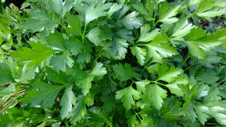 Нужно ли мыть укроп и петрушку. Запомните это простое правило раз и навсегда