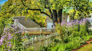 Сажаем эти 3 многолетника – вместо дешёвого заборчика будет шикарная живая изгородь: соседи будут локти кусать от зависти