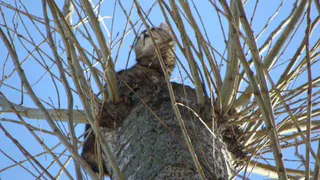Спасение котика — дело рук человека
