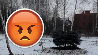 Как рязанцы отреагировали на историю со спиленной в парке елкой