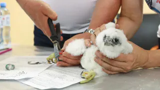 Мэр города Уфы дал имя птенцу сапсанов Уралсиба