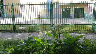 Обойдется без ожогов: борщевик возле детского сада уничтожен