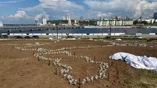 У чебоксарского Залива сажают розы: ко Дню России завершат цветочную карту России