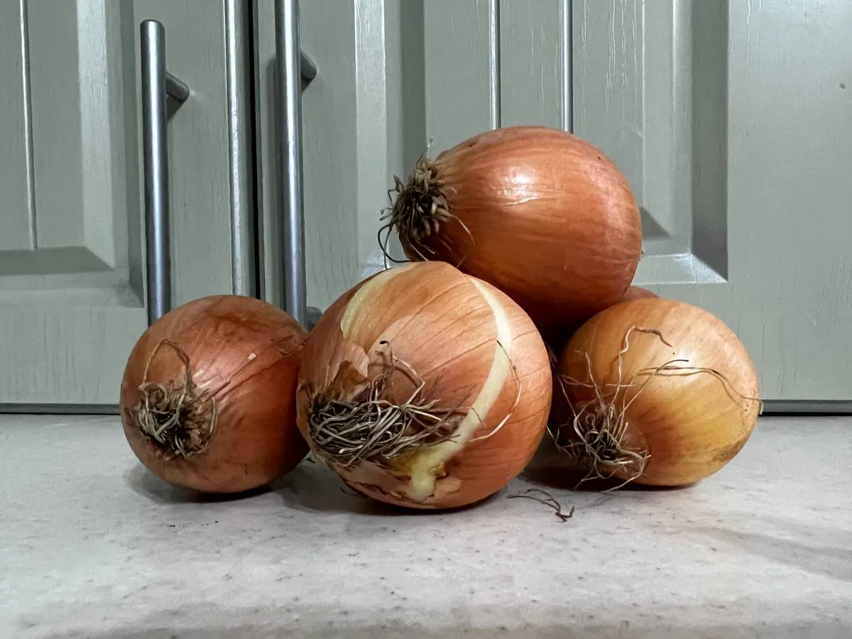 Когда сажать лук, что сделать, чтобы не пошел в стрелку - совет эксперта