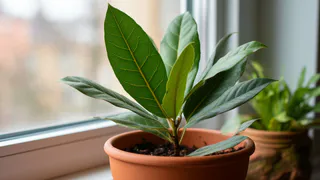 Выращиваю лавровый лист просто на подоконнике: эта пышная зелень прекрасно очищает воздух от пыли - и ароматная приправа всегда под рукой
