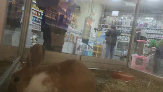 Сотрудница зоомагазина в Челябинской области похитила около 260 тысяч рублей