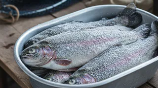 Взял форель в "Светофоре" для засолки икры к Новому году — лишь дома осознал, какая она: честный обзор