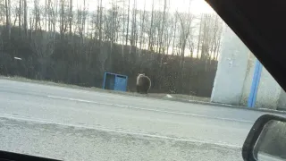 Появилась информация, куда планируют переселить медведя, который бродит у трассы Кизильское – Магнит