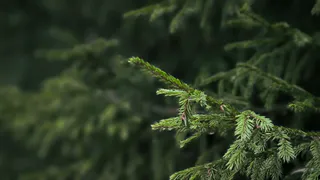 В лесах Коми усилят охрану хвойных молодняков в период новогодних праздников