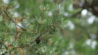 В рамках акции «Сад памяти» будет высажено 6 600 молодых сосен в Магнитогорске