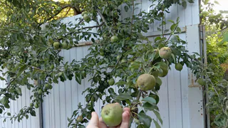 Не томаты и не огурцы: теперь каждый год готовлю пикантную зимнюю закуску из груш — идеальна с сырной тарелкой