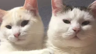 Кошка говорит "привет", а вы её оскорбляете: как правильно понимать приветствия домашнего питомца - пояснил опытный зоопсихолог