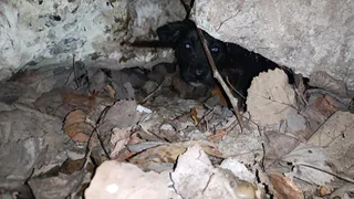 В Рязани спасли щенков, провалившихся в колодец