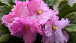 Фиалка не будет болеть и станет цвести круглый год: всеми любимая специя выручит и вас