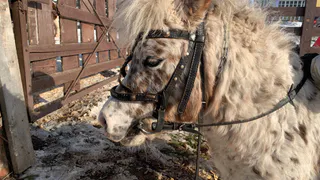 В одном из поселков Коми отменили карантин по анемии лошадей