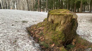 Забота о безопасности: Челябинск сносит аварийные деревья