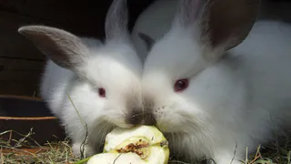 Зачем в Австралии собирают мочу с миллионов кроликов, а унас её просто выкидывают