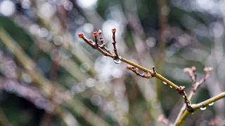 Владимирские синоптики назвали самые теплые дни марта