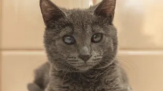 Дай лапку: Асе, Белому и Сильве нужна семья