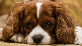 Дай лапку: Адель, Перчик и Мишель ищут семью