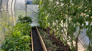 Всю зиму копила коробки и газеты для теплицы - для победы над кладоспориозом. Вот как они помогают 