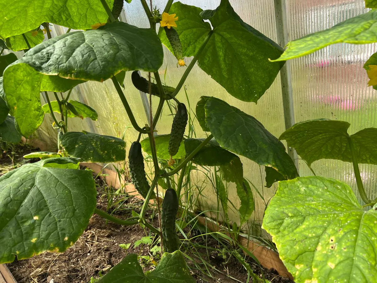 Спасаю пожелтевшие огурцы за 3 дня: мой августовский секрет возвращает урожаю жизнь"