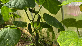 Проверено годами: как перекись водорода повышает урожай огурцов и защищает от болезней