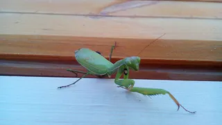 Потепление: в Рязанской области появились богомолы