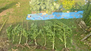 В Коврове полицейские накрыли нарколабораторию в садоводческом хозяйстве