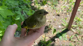 Из-за аномальной жары птицы сами идут в руки владимирцев
