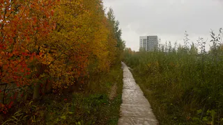 Пасмурная прохлада: прогноз погоды в Челябинской области на 9 ноября