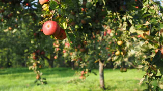 Вместо дорогих удобрений в сентябре бросаю под яблоню горсть бесплатной подкормки - на следующий год урожай собираю тележками