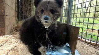 Кира из Коми: осиротевшая медведица обрела дом и имя в Центре спасения медвежат