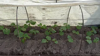 Огурцы дуреют от такой подкормки: проверенный годами рецепт – урожай как в промышленных теплицах