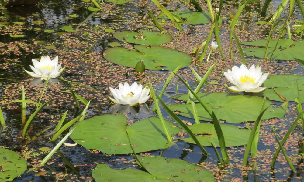 Дирекция охраняемых территорий обнаружила редкие кувшинки в Рахмановской старице