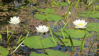 Дирекция охраняемых территорий обнаружила редкие кувшинки в Рахмановской старице