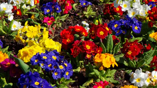 Эффектный сиреневый ковёр украсит даже самую грустную клумбу: этот многолетник поразит великолепием каждого — устойчив к вытаптыванию