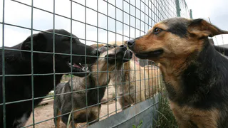 Мэр Рязани взял на воспитание собаку из приюта