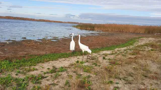 Рязанских стерхов из Окского заповедника обнаружили в Курганской области