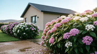 Гортензия больше не королева сада - новый кустарник завоевывает наши участки: пышные шары без танцев с бубном