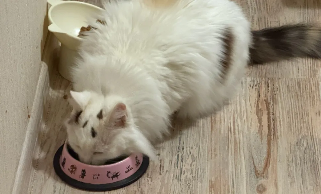 Можно ли смешивать сухой и влажный корм для кошек - запомните раз и на всю жизнь