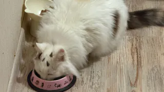 Можно ли смешивать сухой и влажный корм для кошек - запомните раз и на всю жизнь